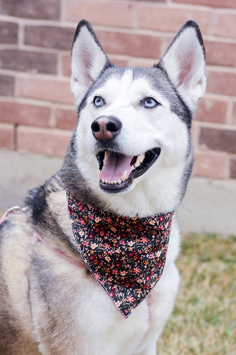 a black and white husky dog wearing a size M pet bandana in a pink and black mini floral print
