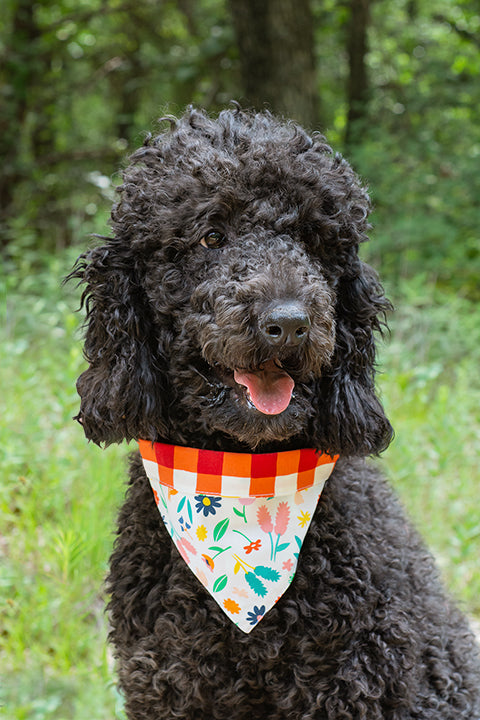 outdoor portrait image of a black poodle wearing a cute reversible dog bandana.  the handmade dog bandana has a multicolor floral print on a white background with a folded over cuff made in a red gingham picnic plaid.