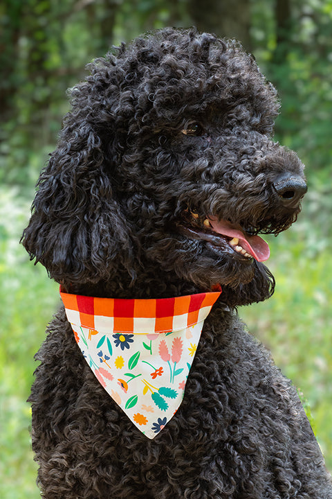 outdoor portrait image of a black poodle wearing a cute reversible dog bandana. the handmade dog bandana has a multicolor floral print on a white background with a folded over cuff made in a red gingham picnic plaid.