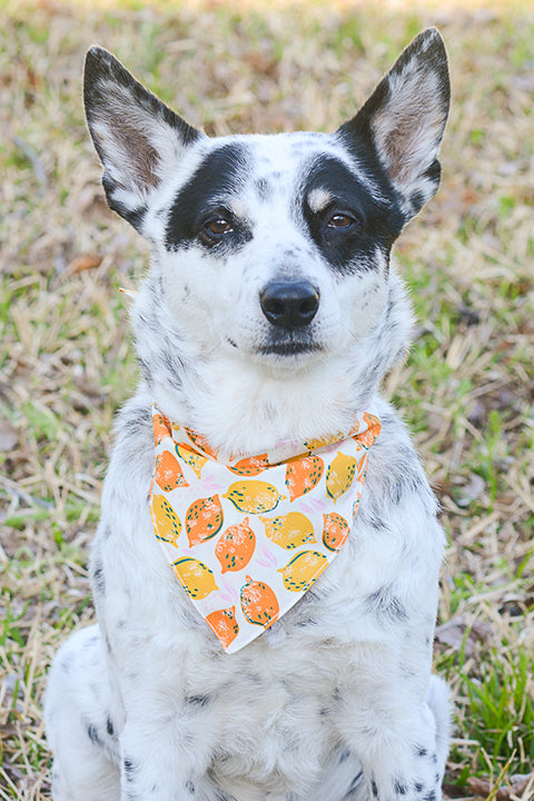 black and white heeler dog wearing a reversible pet bandana in a lemon and orange print