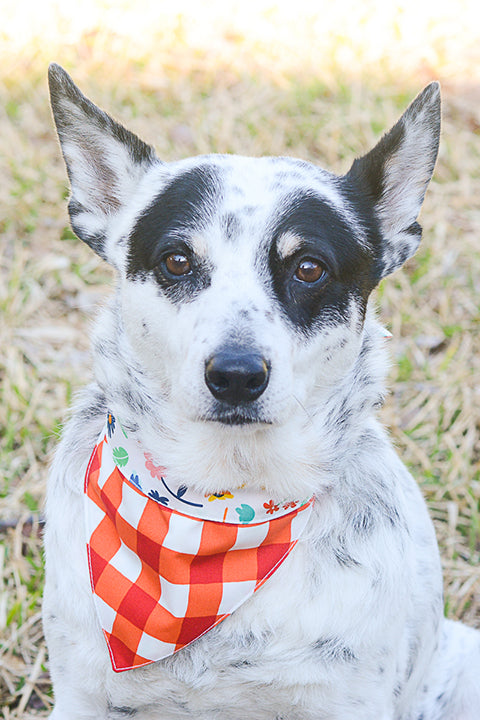 black and white heeler dog wearing a reversible pet bandana shown with cuffed style in a red and white plaid and picnic floral print