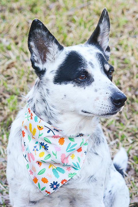 black and white heeler dog wearing a reversible pet bandana in a bright floral print