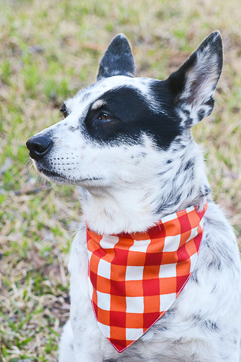 black and white heeler dog wearing a reversible pet bandana in a red and white large gingham check or picnic plaid print