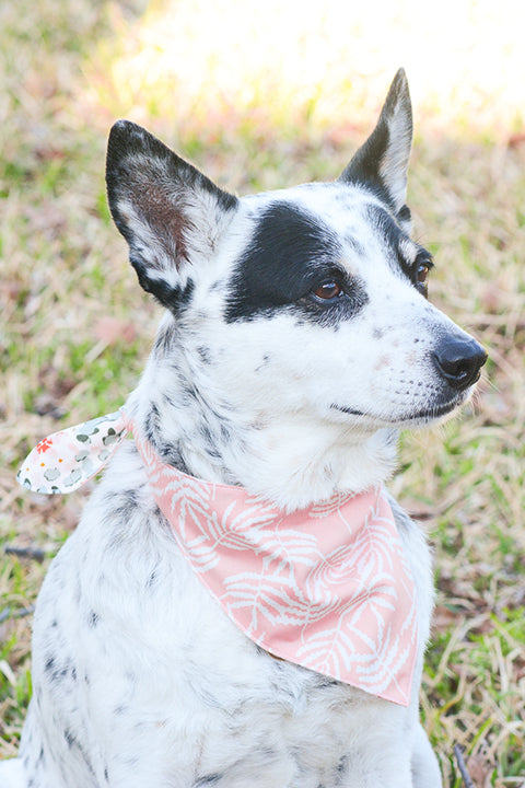 black and white heeler dog wearing a reversible pet bandana in a print with white ferns on a blush pink background