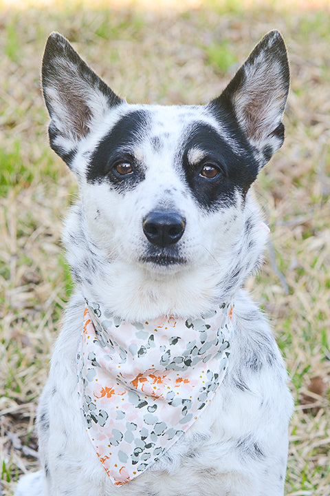 black and white heeler dog wearing a reversible pet bandana featuring a pastel pink and mint green watercolor floral print