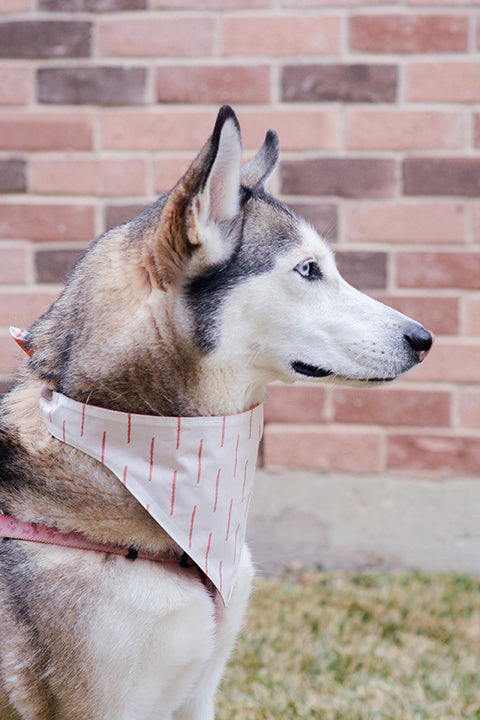 a black and white husky dog wearing a size M 100% premium cotton pet bandana in a rust and cream boho stripe print