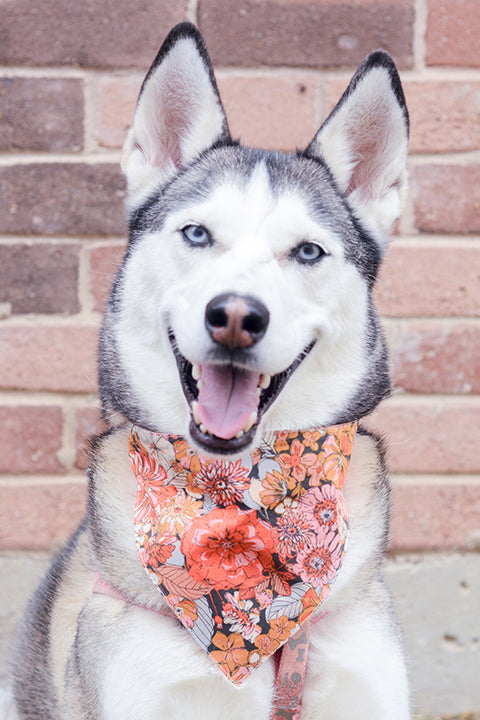 black and white husky dog wearing a size M premium cotton pet bandana made in a rustic blooms floral print