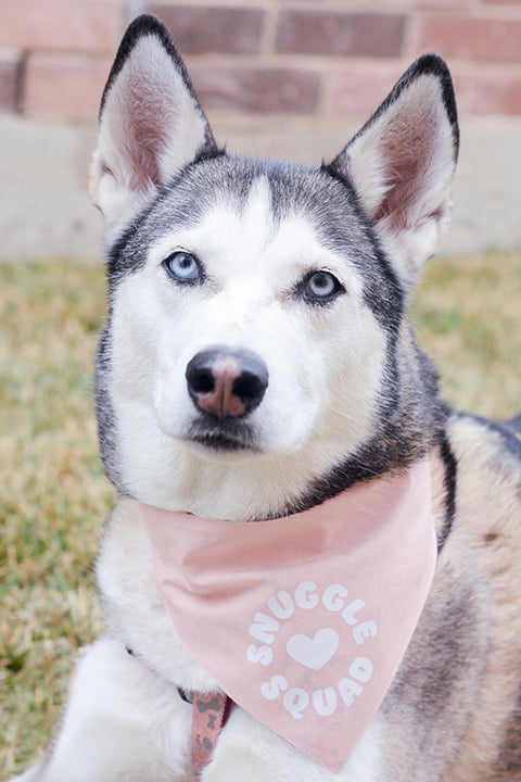 a black and white husky dog wearing a size M blush pink Snuggle Squad premium cotton pet bandana