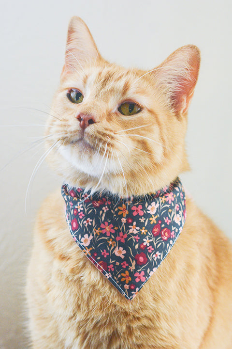 an orange tabby cat wearing a size S pet bandana made in a pink and black mini floral print